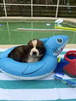 Blue boy “Bud”, a male Bernese Mountain Dog and Saint Bernard for sale in Lecanto, FL – 4 of 5