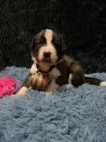 Pink Girl “Lillie”, a female Bernese Mountain Dog and Saint Bernard for sale in Lecanto, FL – 3 of 4