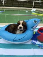 Blue boy “Bud”, a male Bernese Mountain Dog and Saint Bernard for sale in Lecanto, FL – 3 of 5