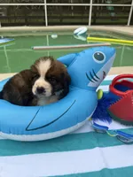 Blue boy “Bud”, a male Bernese Mountain Dog and Saint Bernard for sale in Lecanto, FL – 2 of 5