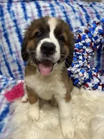 Pink Girl “Lillie”, a female Bernese Mountain Dog and Saint Bernard for sale in Lecanto, FL – 1 of 10