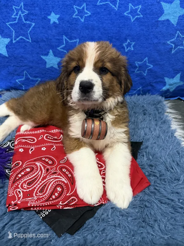 Purple Girl “Jasmine” – Bernese Mountain Dog, Saint Bernard puppy for sale in Lecanto, FL