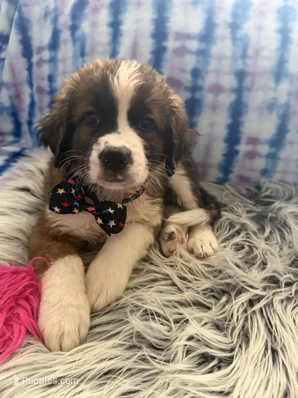 Pink Girl “Lillie” – Bernese Mountain Dog, Saint Bernard puppy for sale in Lecanto, FL