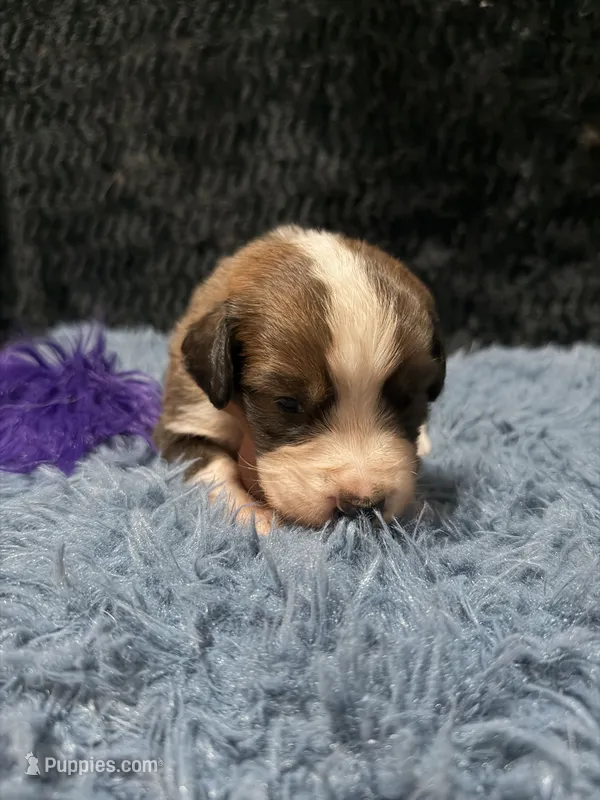 Purple Girl “Jasmine” – Bernese Mountain Dog, Saint Bernard puppy for sale in Lecanto, FL