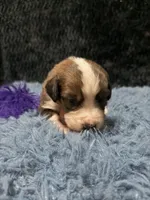 Purple Girl “Jasmine”, a female Bernese Mountain Dog and Saint Bernard for sale in Lecanto, FL – 1 of 4