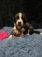 Pink Girl “Lillie”, a female Bernese Mountain Dog and Saint Bernard for sale in Lecanto, FL – 4 of 4