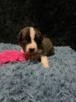 Pink Girl “Lillie”, a female Bernese Mountain Dog and Saint Bernard for sale in Lecanto, FL – 2 of 4