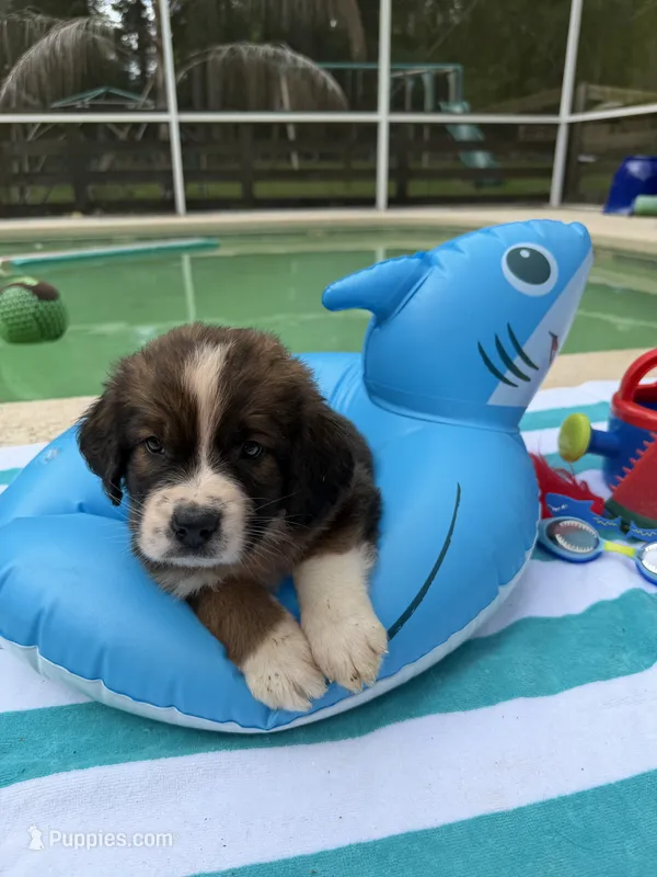 Red Girl “ Poppy” – Bernese Mountain Dog, Saint Bernard puppy for sale in Lecanto, FL