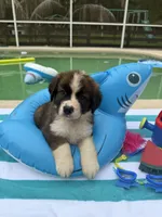 Pink Girl “Lillie”, a female Bernese Mountain Dog and Saint Bernard for sale in Lecanto, FL – 10 of 10