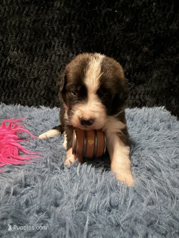 Pink Girl “Lillie” – Bernese Mountain Dog, Saint Bernard puppy for sale in Lecanto, FL
