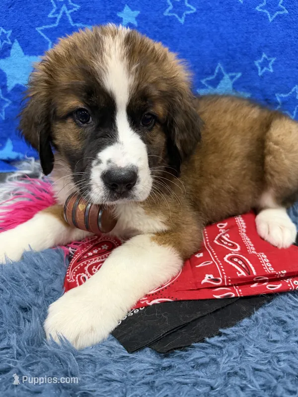 Pink Girl “Lillie” – Bernese Mountain Dog, Saint Bernard puppy for sale in Lecanto, FL