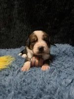 Yellow Girl “Dafodill”, a female Bernese Mountain Dog and Saint Bernard for sale in Lecanto, FL – 2 of 5