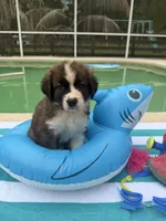 Pink Girl “Lillie”, a female Bernese Mountain Dog and Saint Bernard for sale in Lecanto, FL – 6 of 10