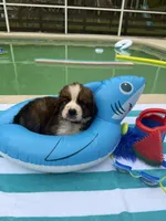 Blue boy “Bud”, a male Bernese Mountain Dog and Saint Bernard for sale in Lecanto, FL – 5 of 5