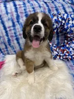 Pink Girl “Lillie”, a female Bernese Mountain Dog and Saint Bernard for sale in Lecanto, FL – 8 of 10