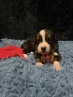 Red Girl “ Poppy”, a female Bernese Mountain Dog and Saint Bernard for sale in Lecanto, FL – 4 of 5