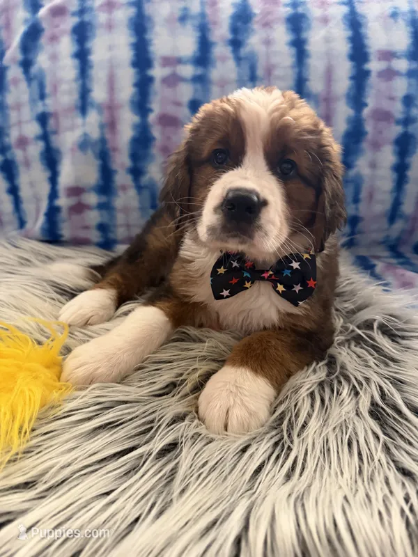 Yellow Girl “Dafodill” – Bernese Mountain Dog, Saint Bernard puppy for sale in Lecanto, FL