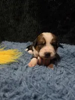 Yellow Girl “Dafodill”, a female Bernese Mountain Dog and Saint Bernard for sale in Lecanto, FL – 4 of 5