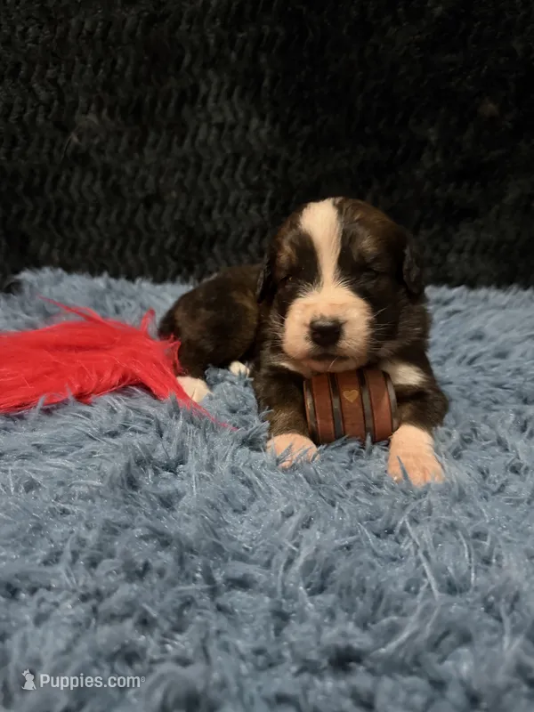 Red Girl “ Poppy” – Bernese Mountain Dog, Saint Bernard puppy for sale in Lecanto, FL