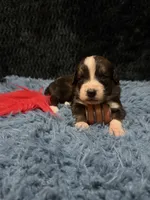 Red Girl “ Poppy”, a female Bernese Mountain Dog and Saint Bernard for sale in Lecanto, FL – 1 of 5