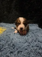 Yellow Girl “Dafodill”, a female Bernese Mountain Dog and Saint Bernard for sale in Lecanto, FL – 3 of 5