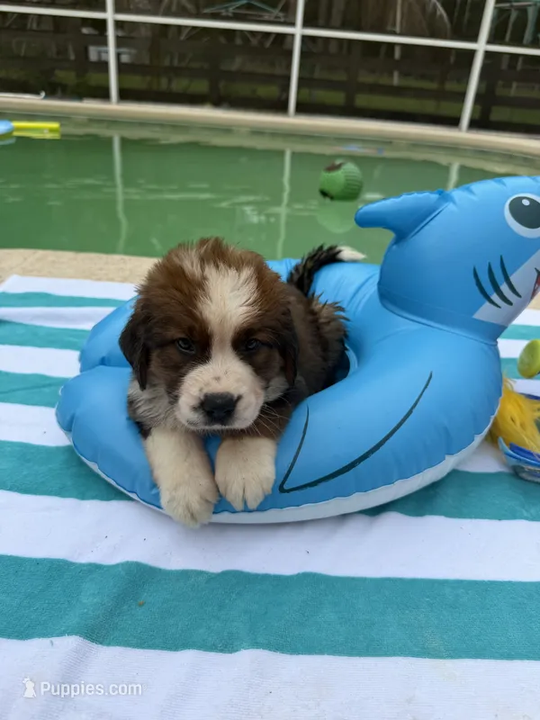 Yellow Girl “Dafodill” – Bernese Mountain Dog, Saint Bernard puppy for sale in Lecanto, FL