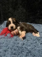 Red Girl “ Poppy”, a female Bernese Mountain Dog and Saint Bernard for sale in Lecanto, FL – 5 of 5