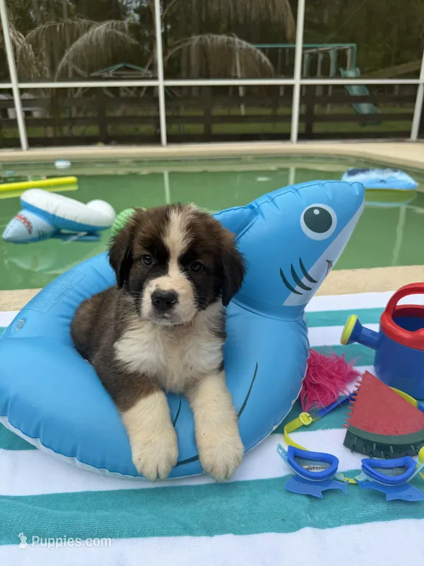 Pink Girl “Lillie” – Bernese Mountain Dog, Saint Bernard puppy for sale in Lecanto, FL