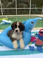 Pink Girl “Lillie”, a female Bernese Mountain Dog and Saint Bernard for sale in Lecanto, FL – 5 of 10