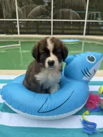 Pink Girl “Lillie”, a female Bernese Mountain Dog and Saint Bernard for sale in Lecanto, FL – 9 of 10