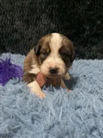 Purple Girl “Jasmine”, a female Bernese Mountain Dog and Saint Bernard for sale in Lecanto, FL – 2 of 4