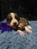 Purple Girl “Jasmine”, a female Bernese Mountain Dog and Saint Bernard for sale in Lecanto, FL – 4 of 4