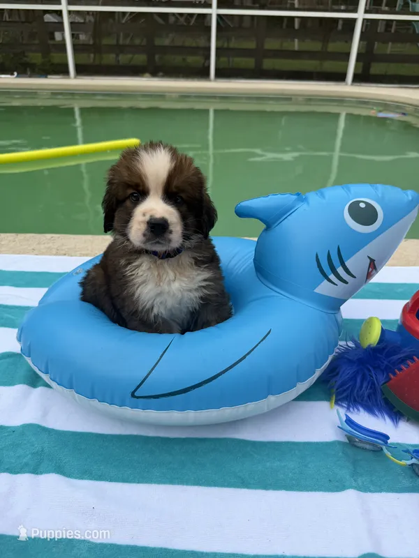 Blue boy “Bud” – Bernese Mountain Dog, Saint Bernard puppy for sale in Lecanto, FL