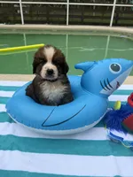Blue boy “Bud”, a male Bernese Mountain Dog and Saint Bernard for sale in Lecanto, FL – 1 of 5