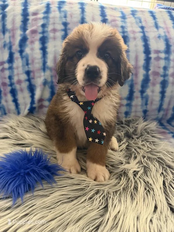 Blue boy “Bud” – Bernese Mountain Dog, Saint Bernard puppy for sale in Lecanto, FL