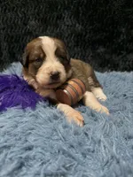 Purple Girl “Jasmine”, a female Bernese Mountain Dog and Saint Bernard for sale in Lecanto, FL – 3 of 4