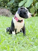 Marilyn , a female American Bully and American Pit Bull Terrier for sale in Charlotte, NC – 2 of 4