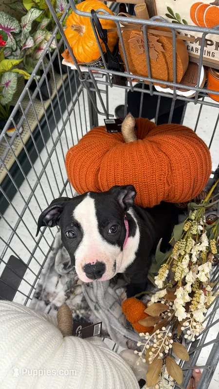 Marilyn – American Bully puppy for sale in Charlotte, NC
