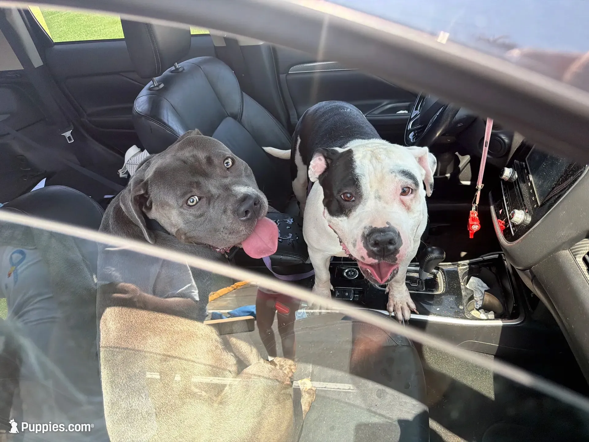 Marilyn, a female American Bully for sale in Charlotte, NC – 4 of 4