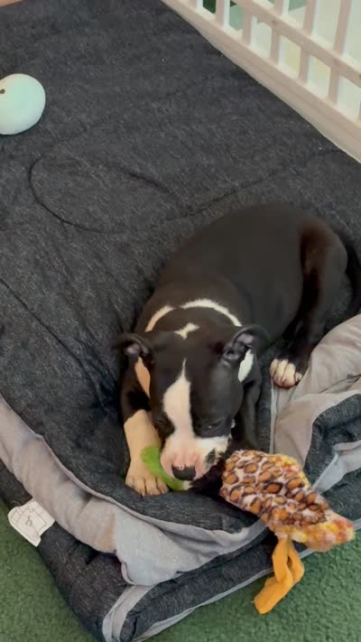 Marilyn, a female American Bully for sale in Charlotte, NC – 2 of 4