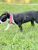 Marilyn , a female American Bully and American Pit Bull Terrier for sale in Charlotte, NC – 3 of 4