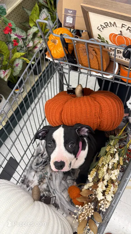 Marilyn  – American Bully, American Pit Bull Terrier puppy for sale in Charlotte, NC