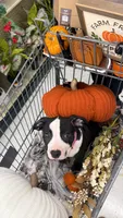 Marilyn , a female American Bully and American Pit Bull Terrier for sale in Charlotte, NC – 1 of 4