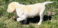 Trigger, a male Labrador Retriever for sale in Ogema, WI – 2 of 3