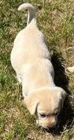 Lola, a female Labrador Retriever for sale in Ogema, WI – 2 of 3