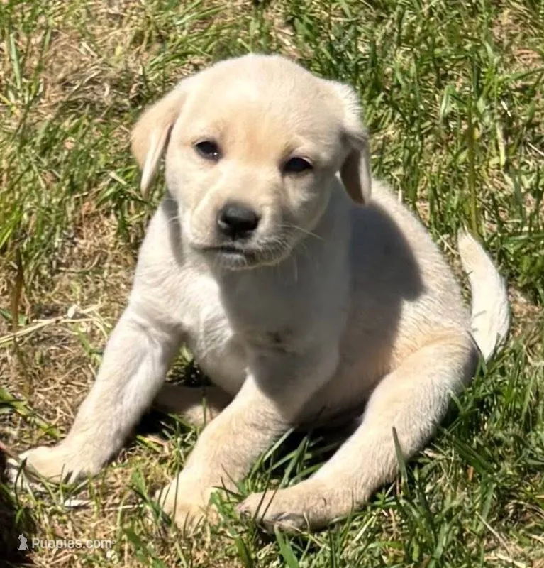 Trigger – Labrador Retriever puppy for sale in Ogema, WI