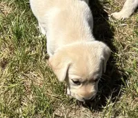 Lola, a female Labrador Retriever for sale in Ogema, WI – 1 of 3