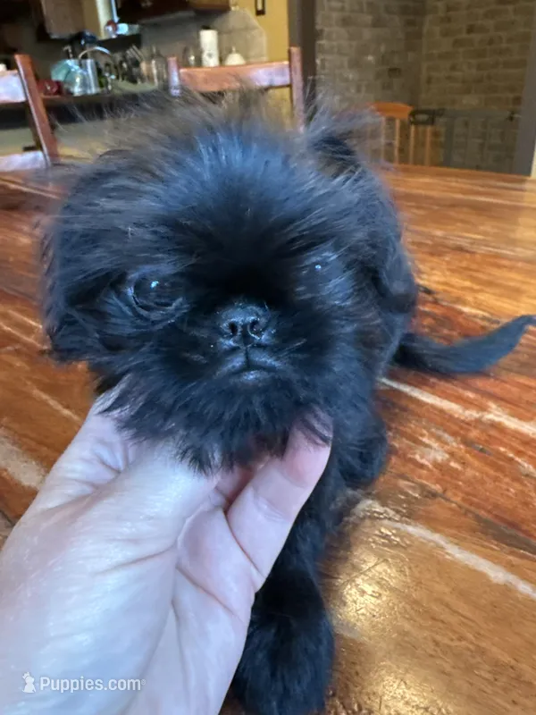 Stripe – Brussels Griffon puppy for sale in Spring, TX