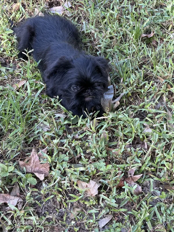 Bella – Brussels Griffon puppy for sale in Spring, TX