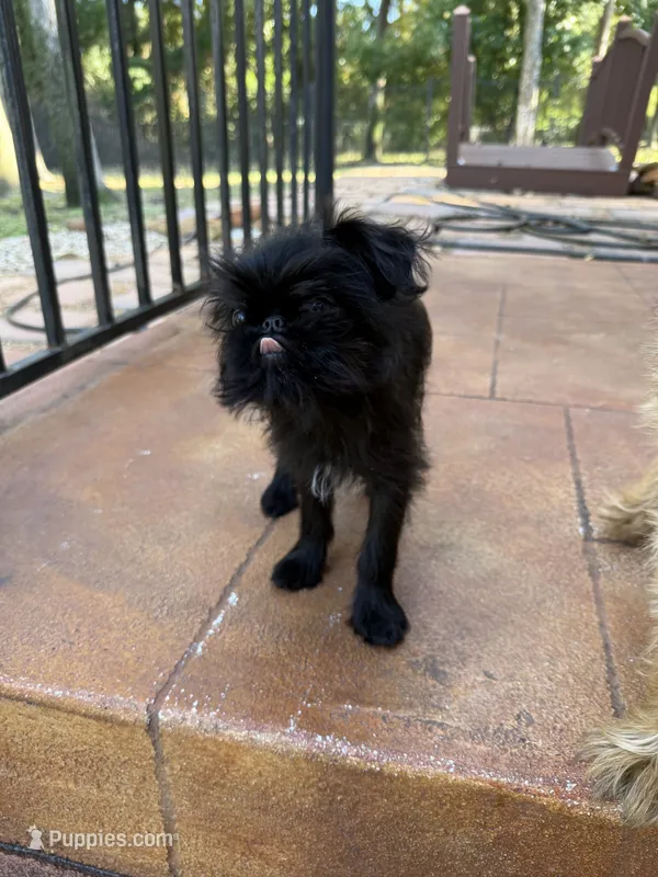 Stripe – Brussels Griffon puppy for sale in Spring, TX